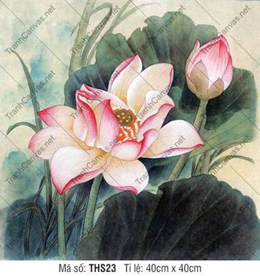 Hình Hoa Sen Đẹp THS23, Hình Hoa Sen Trang Trí