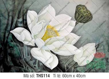 Hình Hoa Sen Trắng Đẹp THS114, Tranh Hình Hoa Sen