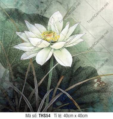 Hình Hoa Sen Trắng THS54, Hình Hoa Sen Đẹp